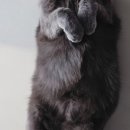 라이브펫 | [와요] 펫시터 알바, 돌봄 방법 정산 내역 후기