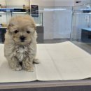 미유펫 강아지분양 고양이분양 전주점 이미지