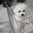 Puppy's Dream 이미지