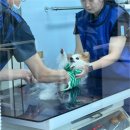 아산동물의료센터 이미지