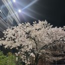 벚꽃처럼 예쁜 대구한우선물세트 부자집 이야기