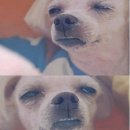풍연