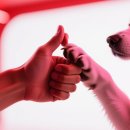 다온 입양센터 수원점 강아지분양 고양이분양 | [공지] 국제 개의 날 의미와 유기견 입양의 가치