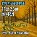 GR(고령군)-[대가야로]-하-19 | [고령 다산 은행나무숲] 11월 23일 실시간! 🍂 대구 근교 "황금 카펫" 막차 탑승 (주차, 억새, 애견동반...
