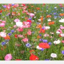 입화산참살이숲 이미지