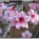 (주)복사꽃사람들 이미지