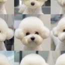 펫살롱 꽃단장 이미지