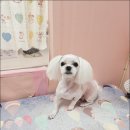 러블리멍 이미지