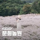 가을 꽃구경 경북 문경 개미취 실시간 개화상태, 문희농원 (포토스팟, 주차)