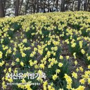 음지2리천 | 서산 유기방가옥 수선화 실시간 개화상황 주차장 소요시간 일요일 방문 후기