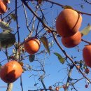 중인농장 이미지