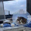 울산에스동물메디컬센터 네이버블로그