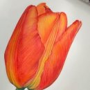 색연필로 쉽게 따라 그리는 꽃그림 이미지