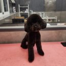 우한수 애견미용실 이미지