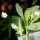 나비야놀자 이미지