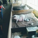 5월 4주-동물농장(익산 액션하우스-먹이주기) 이미지