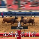 흑장미 | 청도 - [소싸움경기] 경기일정 입장료 무료 우권 작성 및 배팅방법 꿀팁 후기