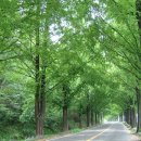 가로수길 이미지