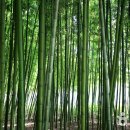 대숲 이미지