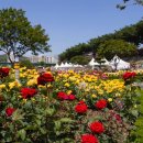 장미의거리10 이미지