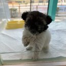 동탄강아지분양 도그데이 이미지