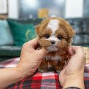 일산 강아지분양 스마트독 이미지