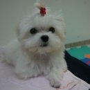 개똥이와냐옹이 이미지