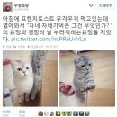 소소한 트위터 캡쳐모음(브금) 이미지