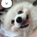 달콤이 임보일기 - 3 - 이미지