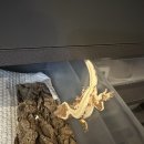 헌드레드게코