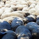 마곡목장 이미지