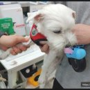 청계종합동물병원 이미지