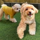 옐레드 애견유치원&애견호텔 부산용호점 | 2026년 신입원아 소개🐤 옐레드 강아지 유치원&amp;호텔 부산 용호점