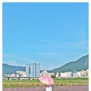 대저 이미지