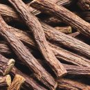 The 건강나무 | 매스틱 위 건강 효과