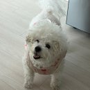 리치 | 아베아 끈적임 없이 수분감 가득 채워주는 워터글로우리치크림 후기