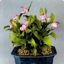 복주머니 이미지