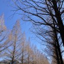 창동 가로수길 이미지