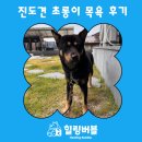 한국진도견협회 | 진도견 초롱이의 대형견 출장목욕 후기