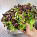 엄마네농장 이미지