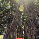 로아인터네셔널 | 하와이 신혼여행 일정 5박 7일 DAY1: 허니문리조트시내투어, 마구로스팟, 타겟, 알로하테이블