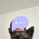 일편댕심 이미지