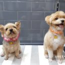 벨라동물병원 이미지