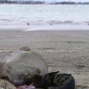 티마루캐롤라인베이에서 바다표범이 출산을 했네요. 이미지