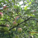 은티농장 이미지