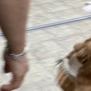 [홍대] 강아지 카페 써니네 15년 단골 후기