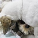 슈가뽀또