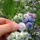 솔로몬농장 이미지