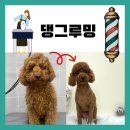 댕그루밍 이미지