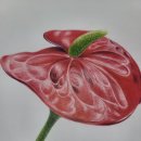 예쁜꽃그리기(보테니컬아트) 이미지